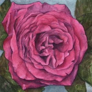 watercolor flowers pink rose